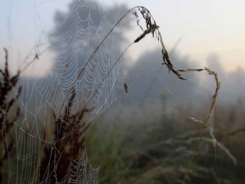 الندى، ما الندى؟